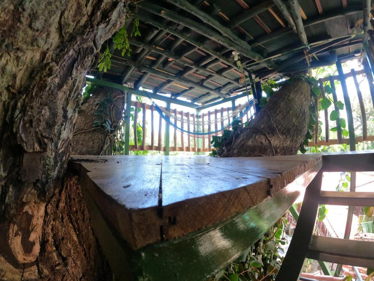 Tree House Samanea Lodge Puerto Limon Exteriér fotografie